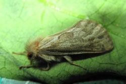 Conifer Swifth Moth