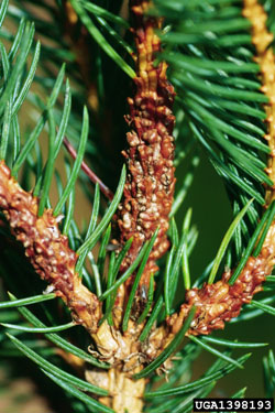 Spruce Gall Midge