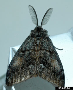 Doiuglas Fir Tussock Moth