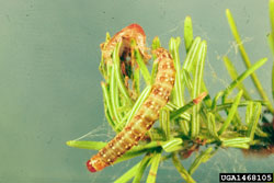 Spruce Budworm