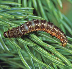 Two-year-cycle Spruce Budworm