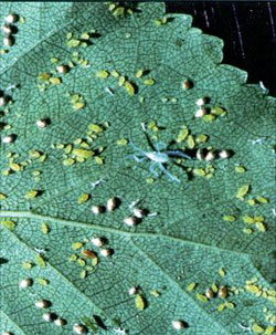 Birch Aphids