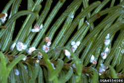 Cooley Spruce Gall Adelgid