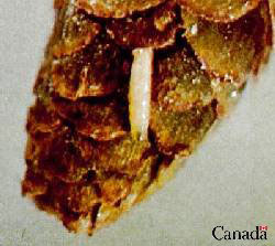 Spruce Cone Maggot