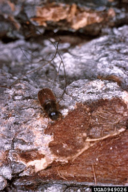 Douglas Fir Beetle