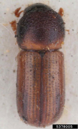 Striped Ambrosia Beetle