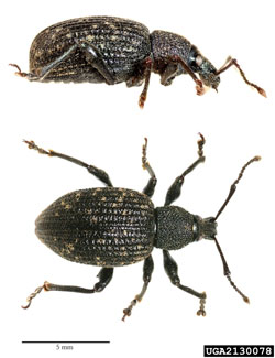 Black Vine Weevil