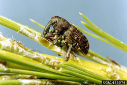 Pales Weevil