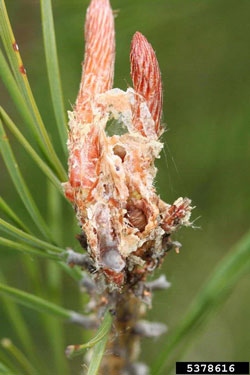 Pitch Pine tip Moth