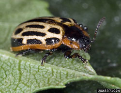 Cottonwood Leaf Beetle