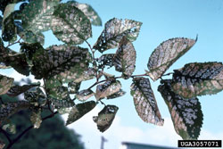 Elm Leaf Beetle defoliation