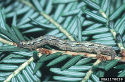 Eastern Hemlock Looper