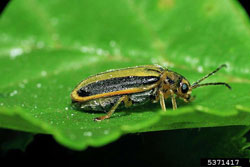 Elm Leaf Beetle