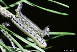 European Pine Sawfly