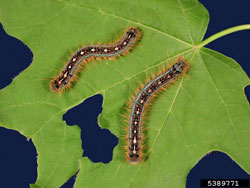 Forest Tent Caterpillar