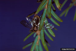 Hemlock Saw Fly