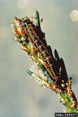 Jack Pine Budworm