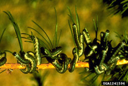 Larch Sawfly