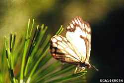 Pine Butterfly