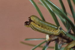 Swaine Jack Pine Sawfly