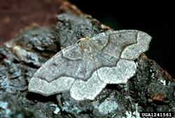 Western Hemlock Looper