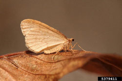 Winter Moth