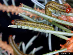 Yellowheaded Spruce Sawfly