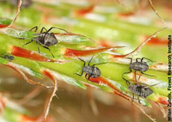 Black Larch Aphid