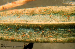 Hemlock Rust Mite