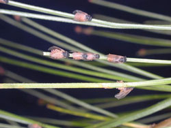 Pine Leaf Adelgid