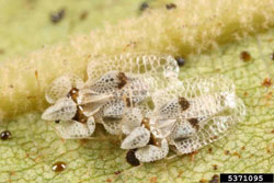 Sycamore Lace Bug