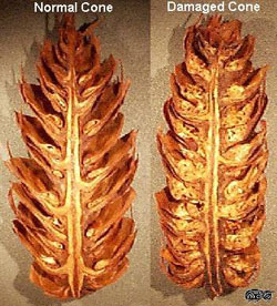 Douglas-fir Cone Gall Midge