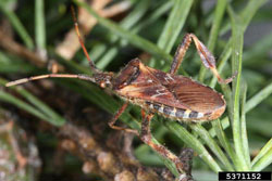 Western Conifer Seed Bug