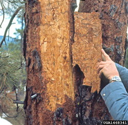 Western Pine Beetle